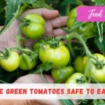 Are Green Tomatoes Safe To Eat?