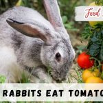 Can rabbits eat tomatoes