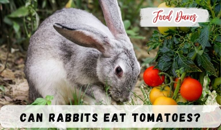 Can rabbits eat tomatoes | Vegetables?