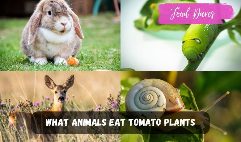 What Animals Eat Tomato Plants