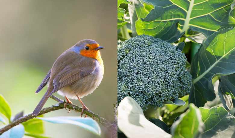 Can Birds Eat Broccoli
